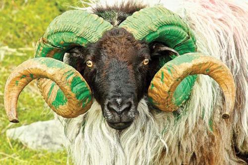 This ram’s horns are painted bright kelly green - presumably to celebrate St. Patrick’s Day. We photographed him as he wandered along the road on Achill Island in Co. Mayo. 	Judy Enright photos